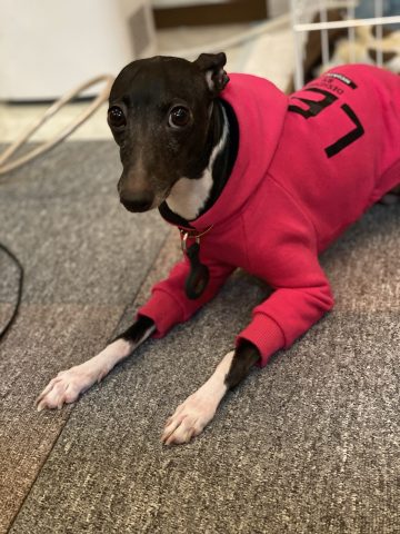 【ペットを飼育されている被災者の方限定】１年間家賃半額！